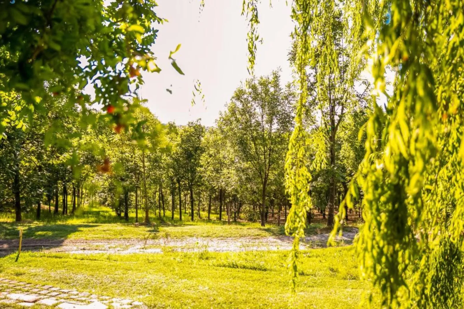 Fratello Campo-Zones été à 5 km