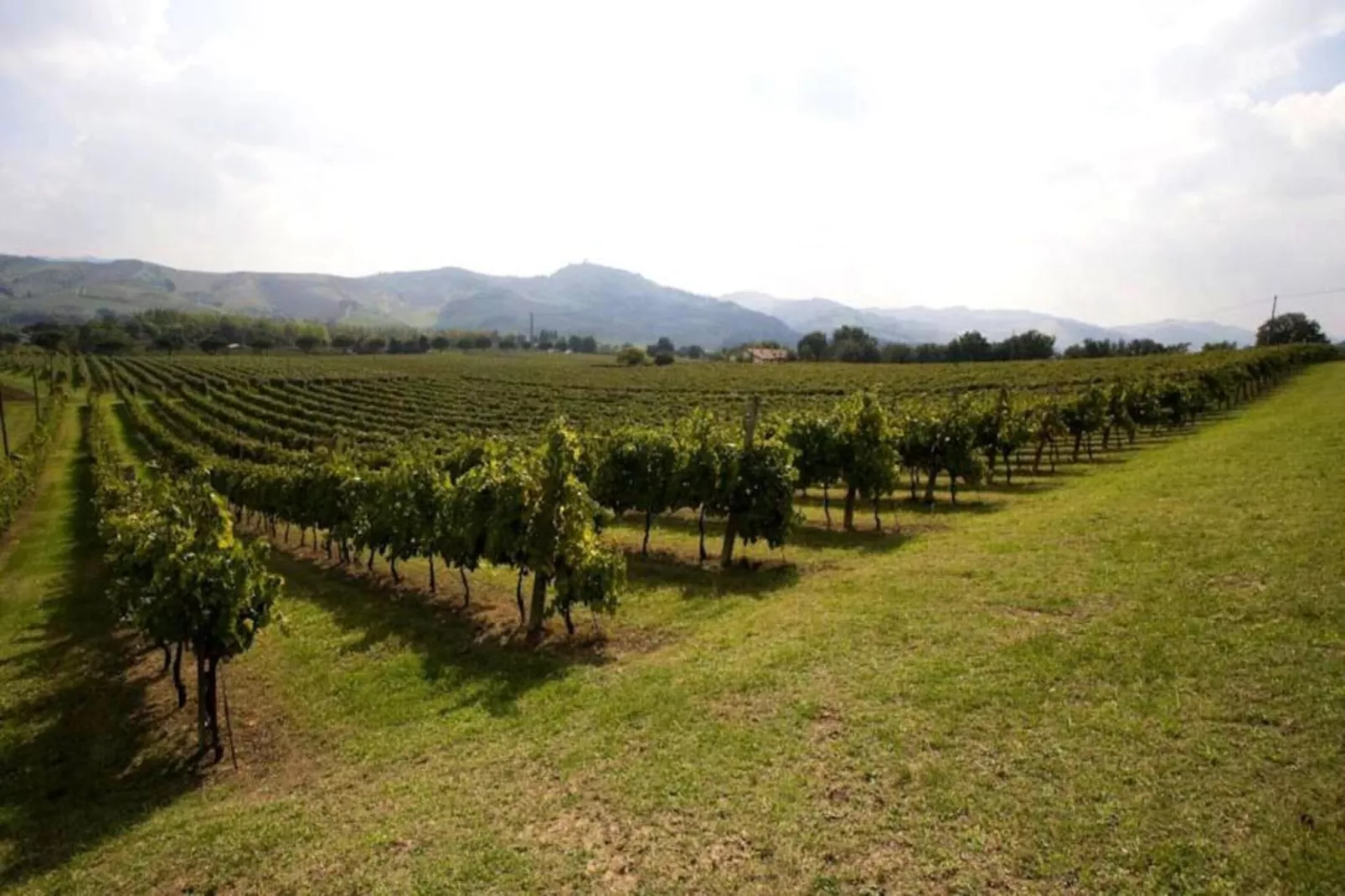 Ovello-Areas within 20km in summer