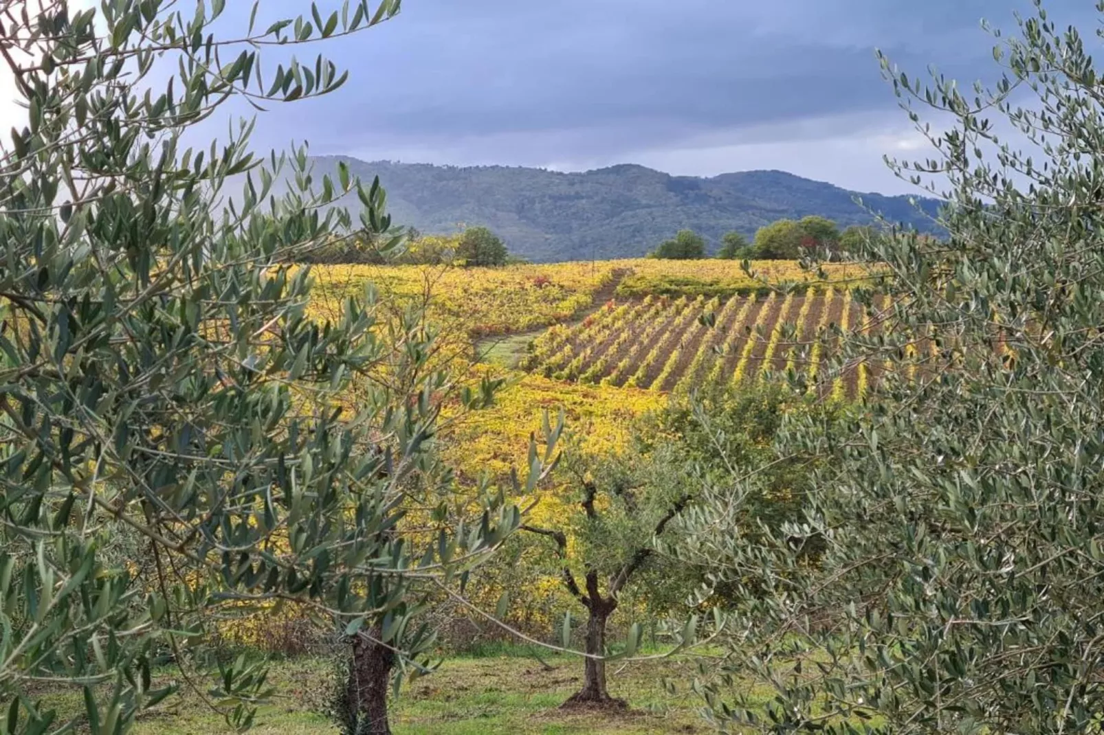 San Martino-Zones été à 5 km