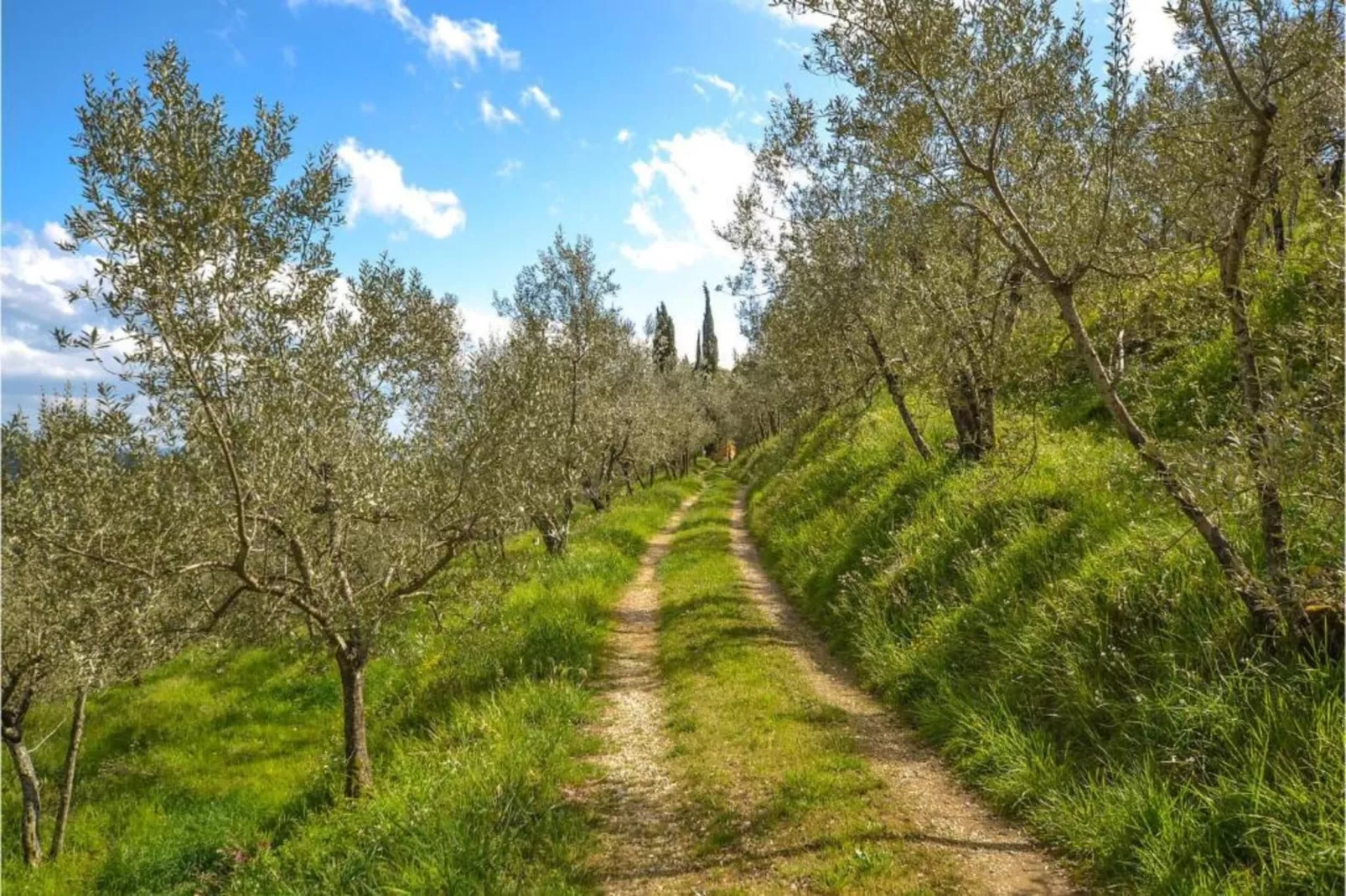 Podere Pulicciano Orciaia-Areas within 5km in summer
