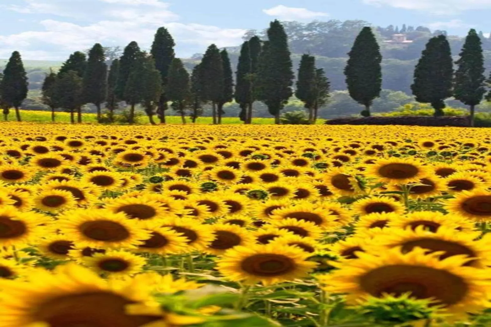 Appartamento Giotto-Areas within 20km in summer