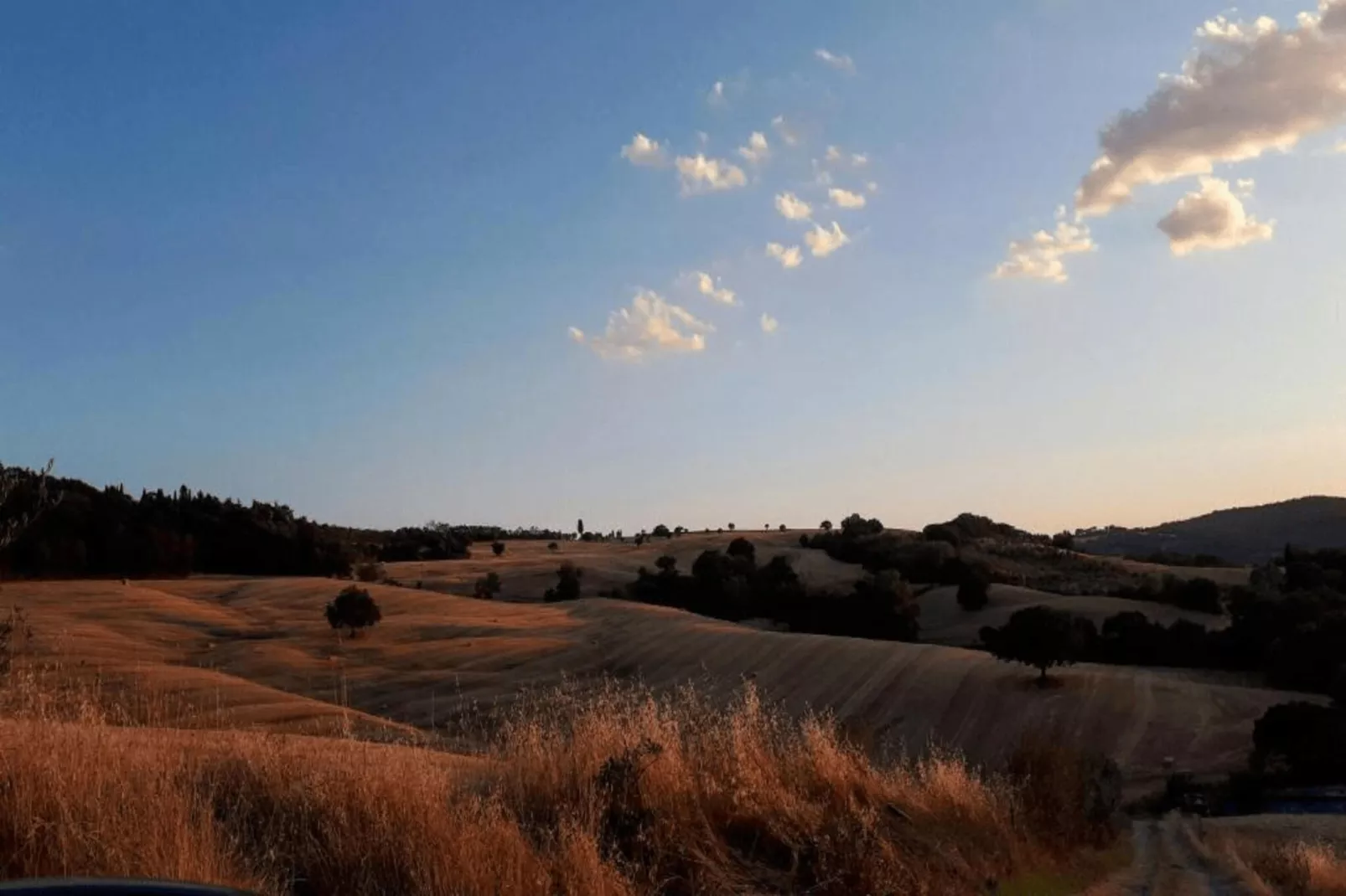 Paulonia-Areas within 20km in summer