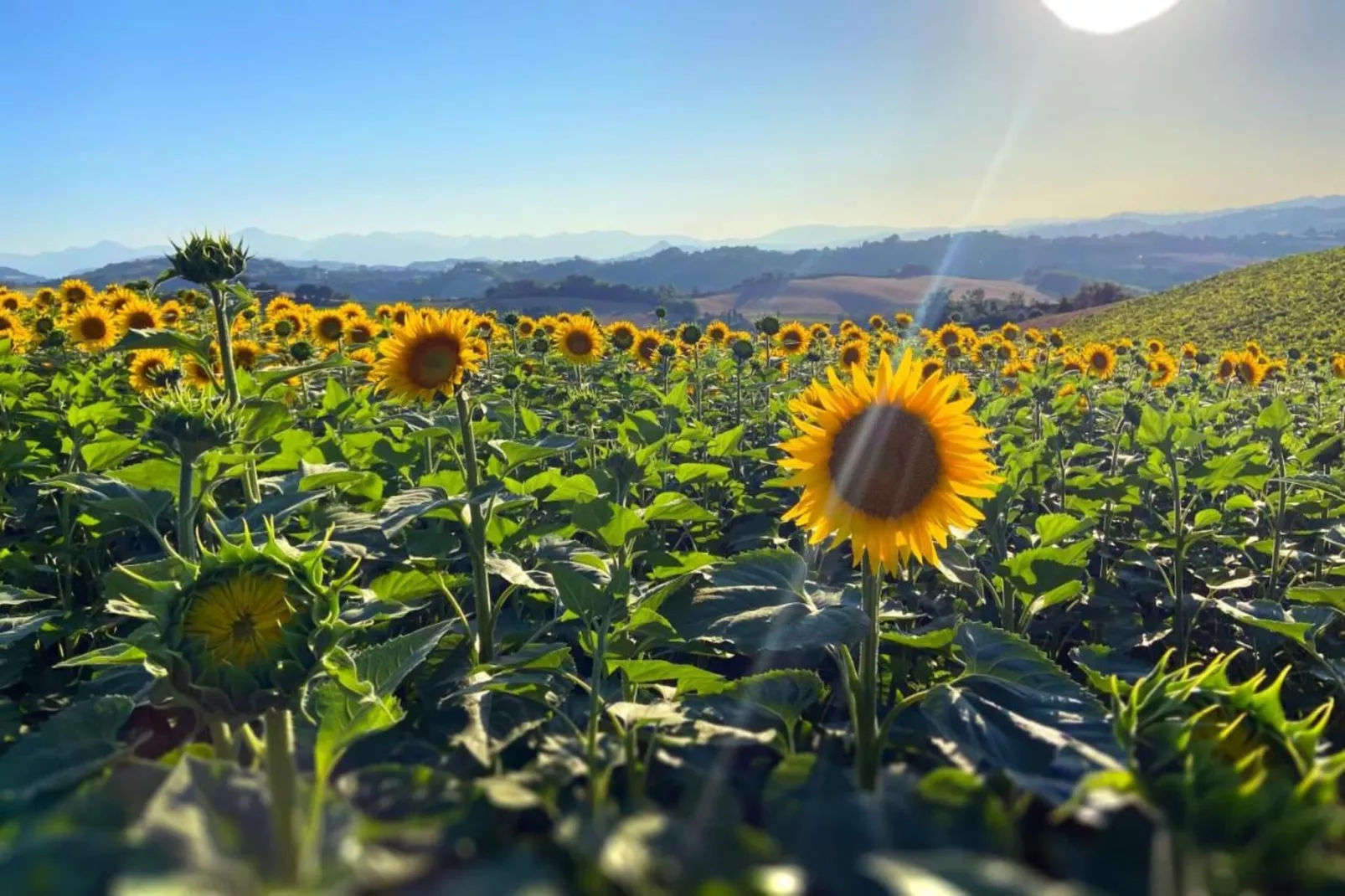 Mulino-Gebiete Sommer 20 km