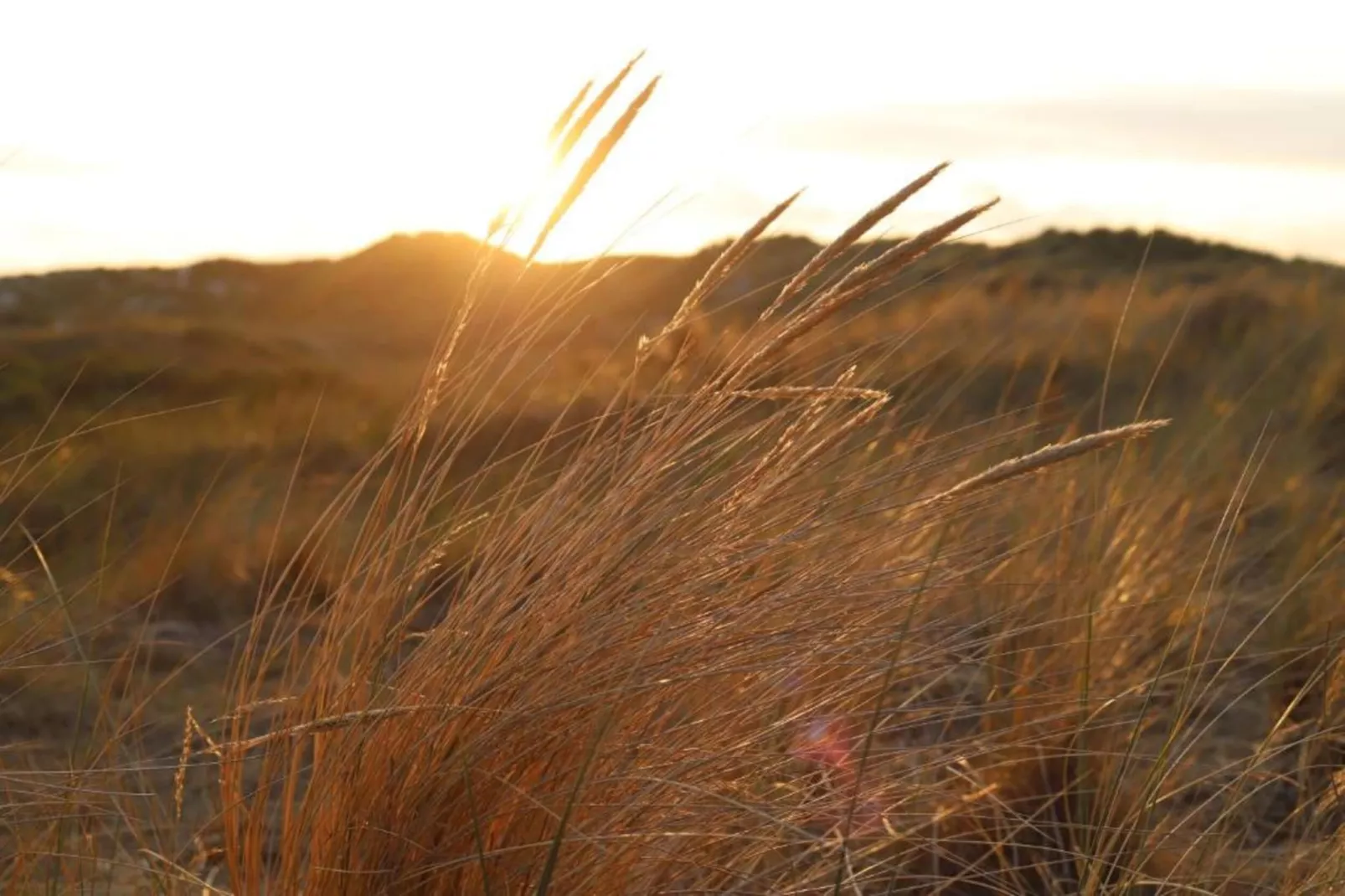 Duindroom op Terschelling-Areas within 20km in summer
