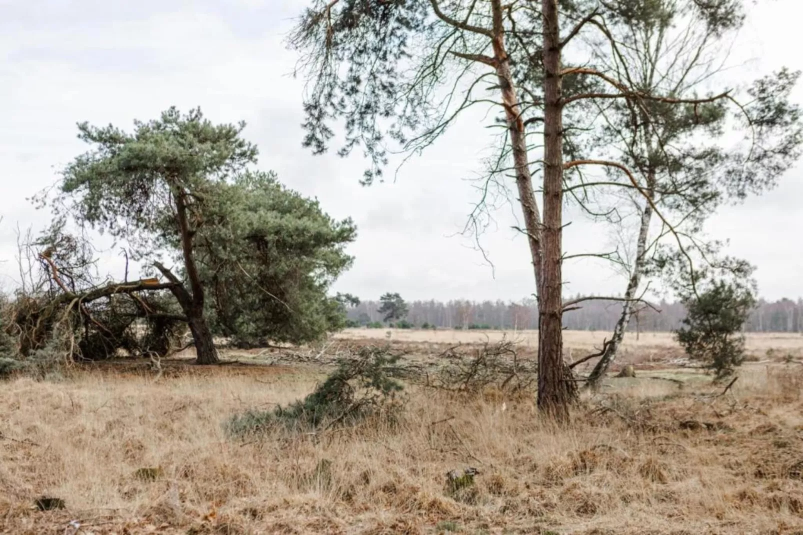 Bospark 't Wolfsven 18-Gebiete Sommer 5 km