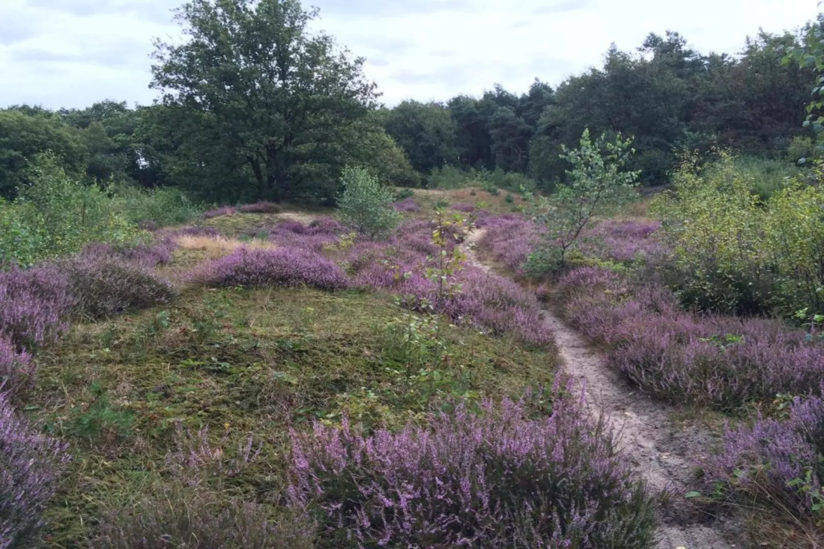 Vakantiepark Klein Vink 9-Gebiete Sommer 20 km