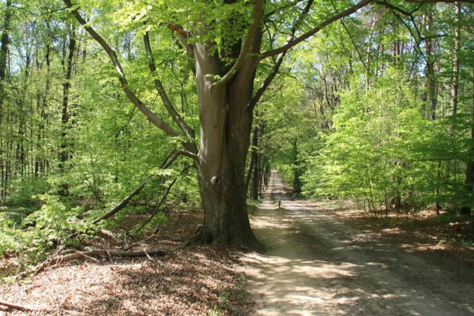 Chaletpark Kuiperberg 4-Areas within 5km in summer