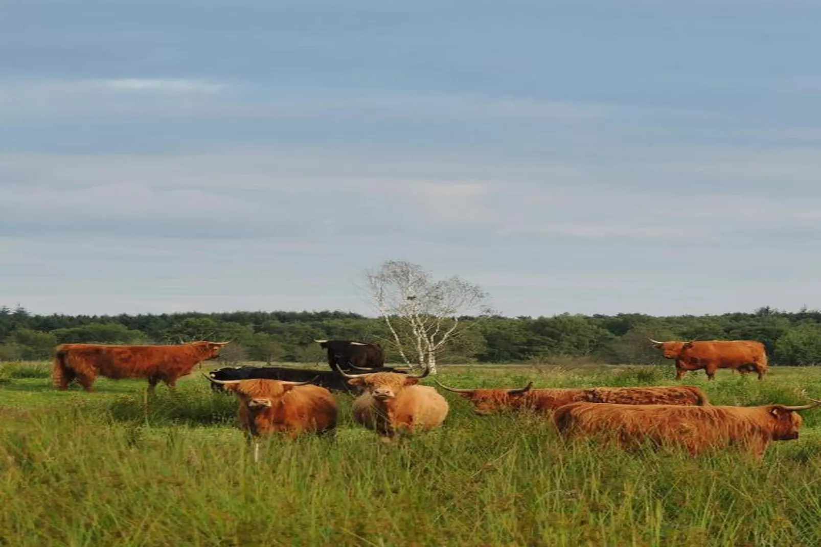 RCN Vakantiepark de Roggeberg 5-Areas within 20km in summer