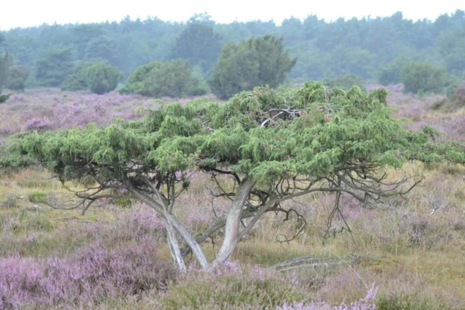 Bospark Lunsbergen 6-Areas within 20km in summer