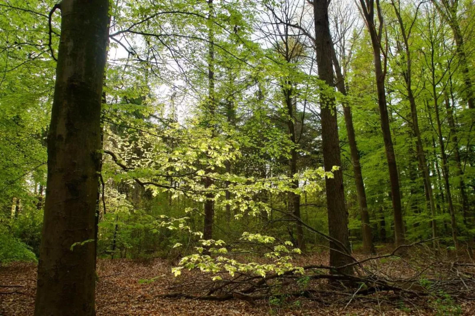 Friese Meren Villa's 21-Areas within 20km in summer