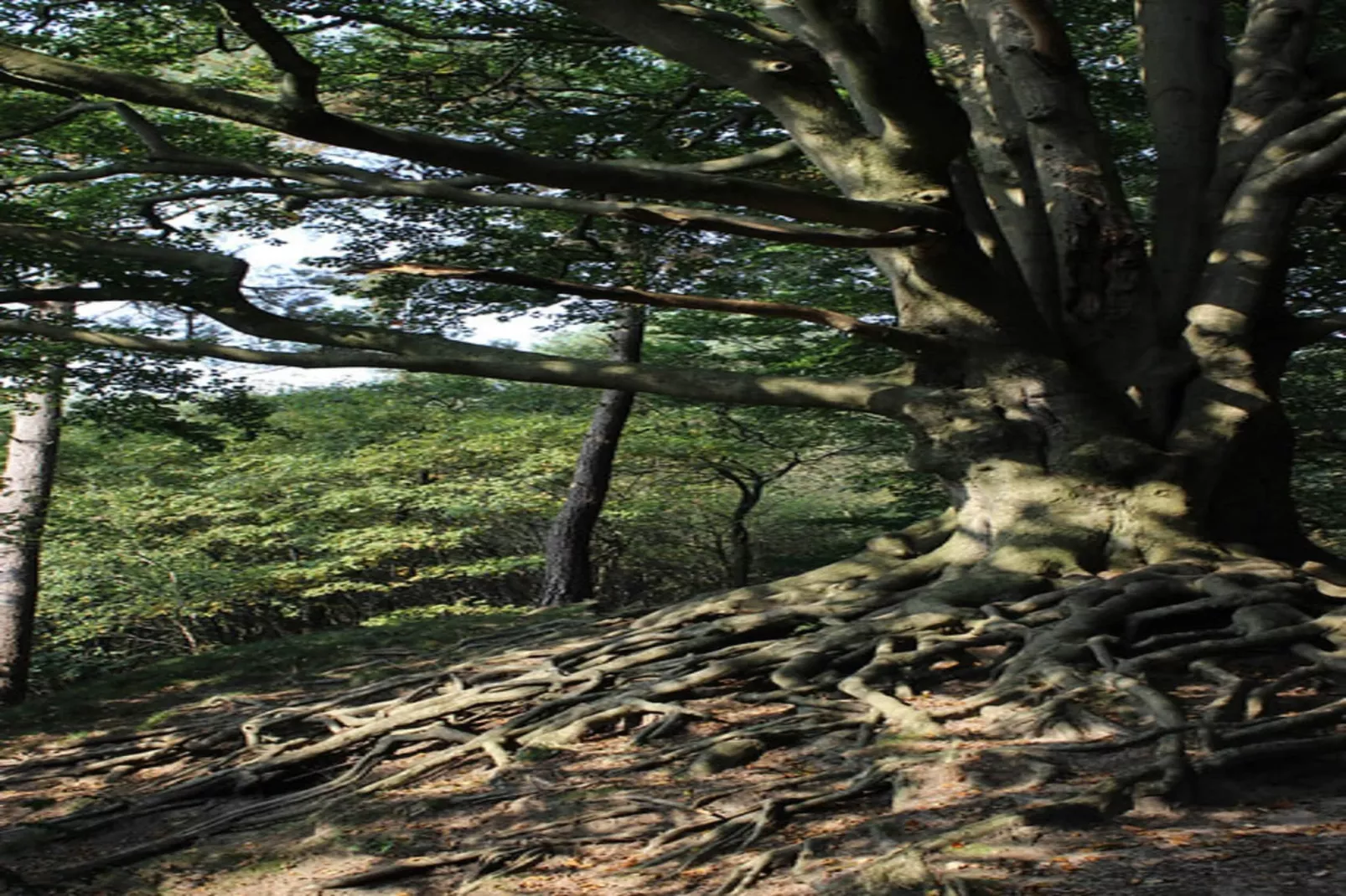 Dwergarend 17-05-Gebiete Sommer 20 km