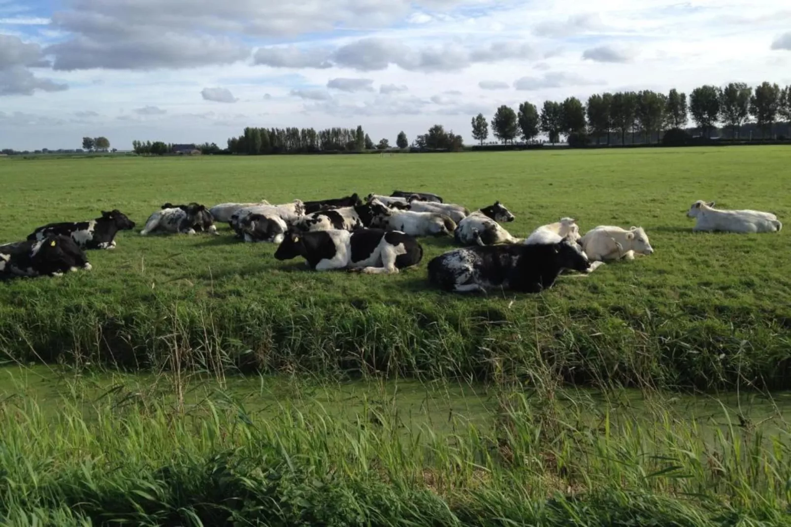 Kuifduiker 7-Gebiete Sommer 5 km