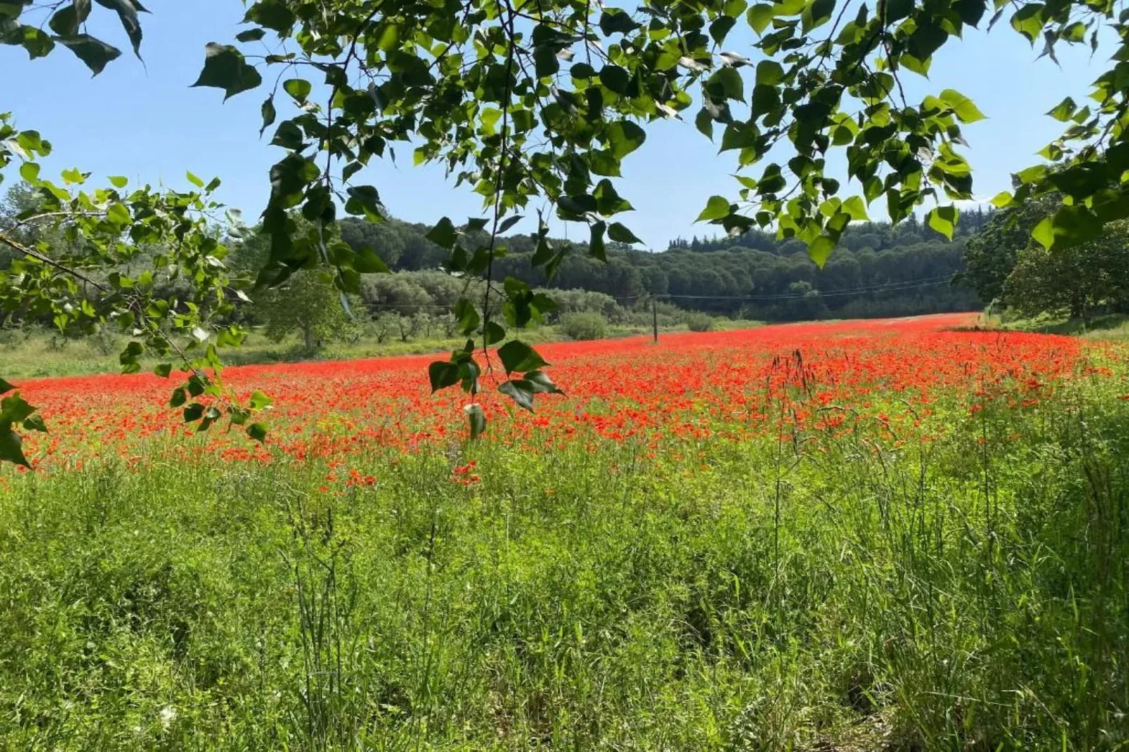 Villa Giuditta Otto-Areas within 5km in summer