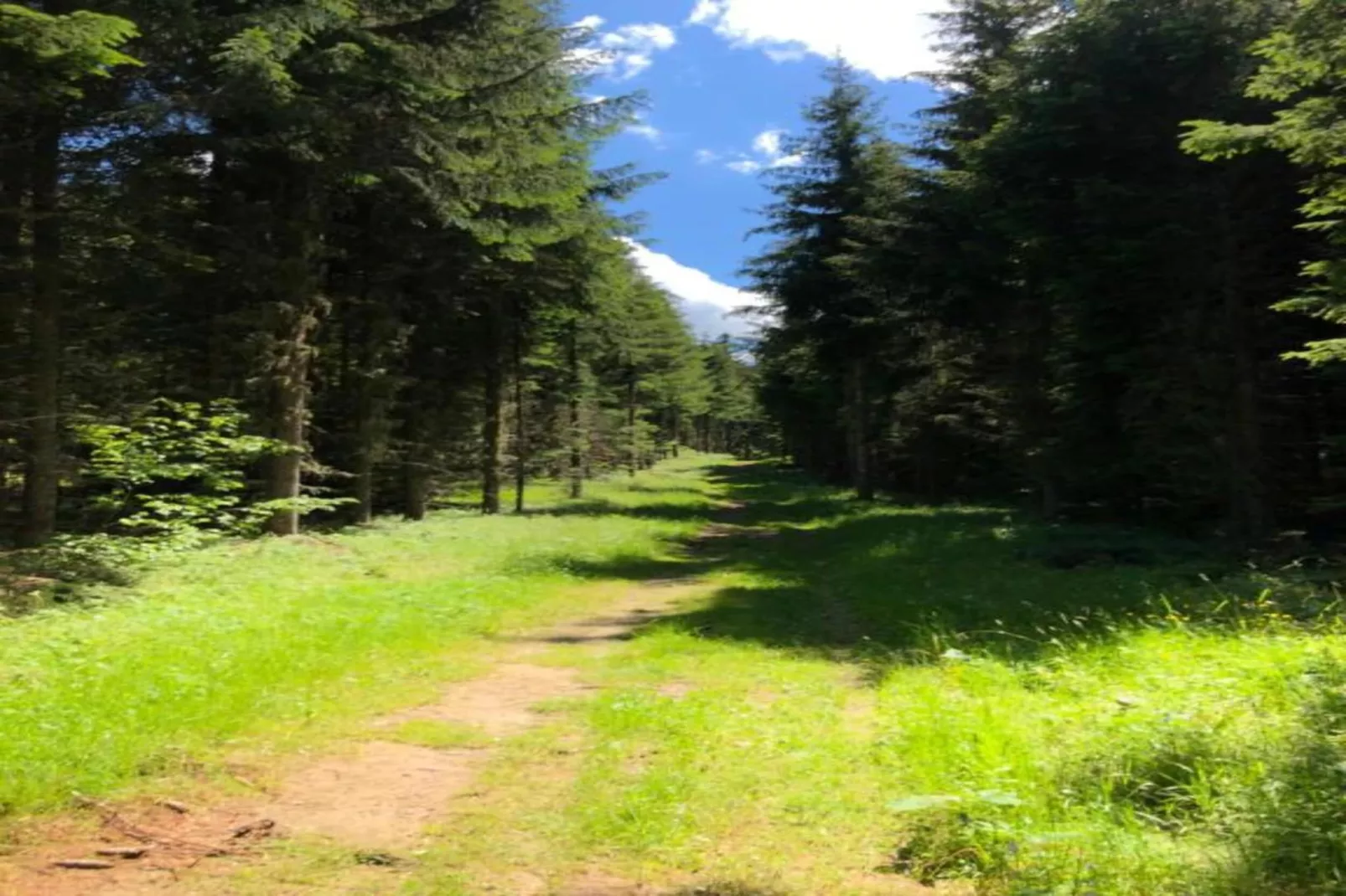T. DU MOREL A N°25 - 2P5-Areas within 5km in summer