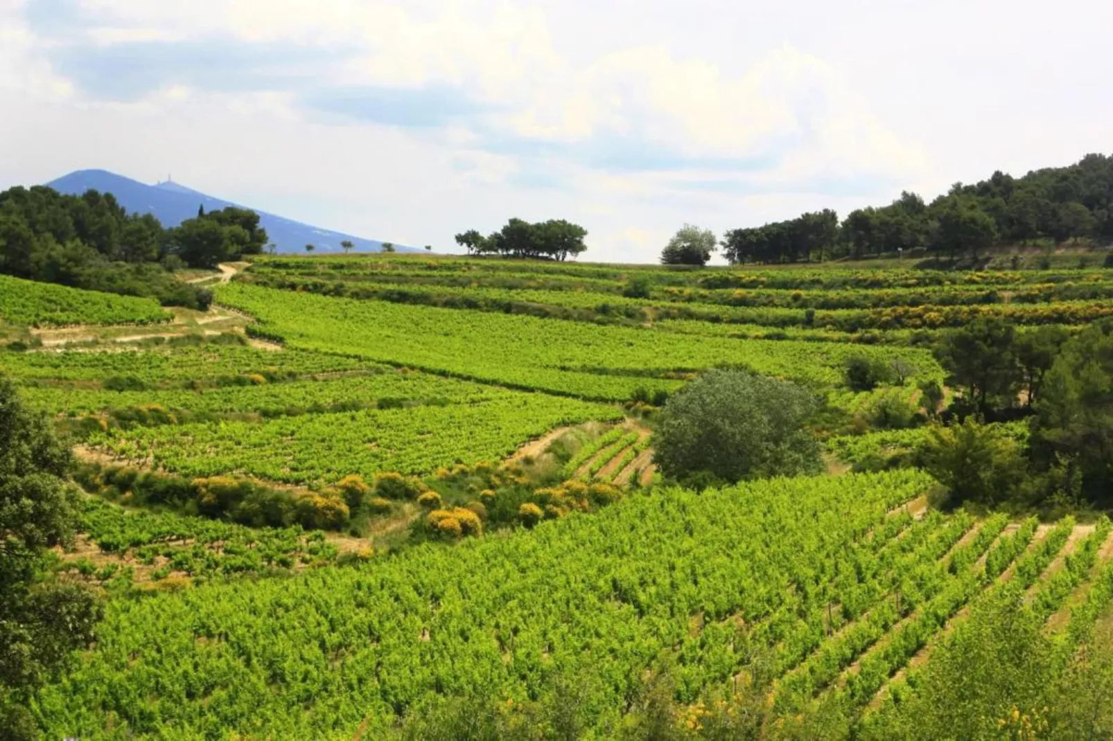 Alana-Gebiete Sommer 20 km