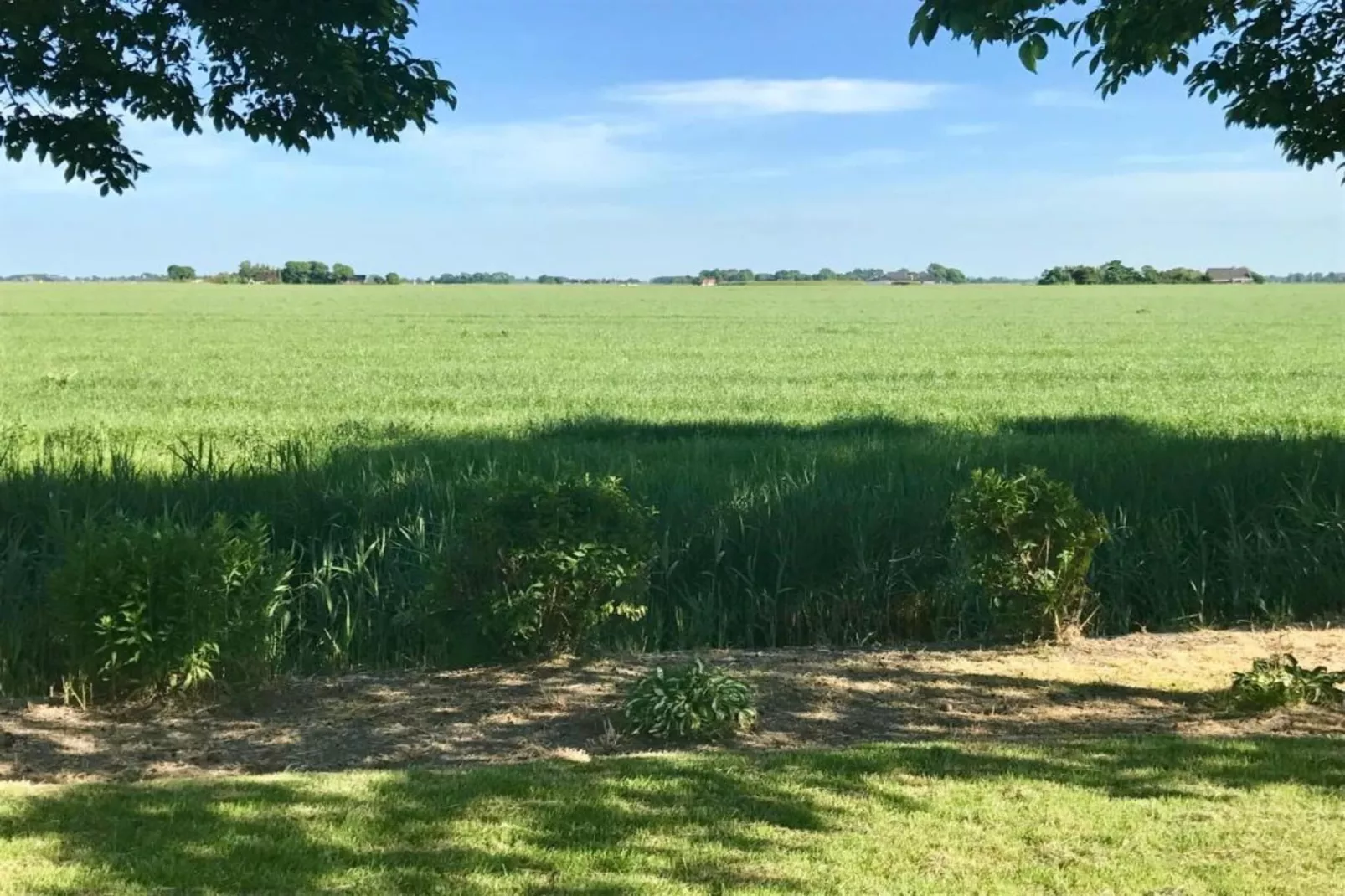 Bargereed 90-Areas within 5km in summer