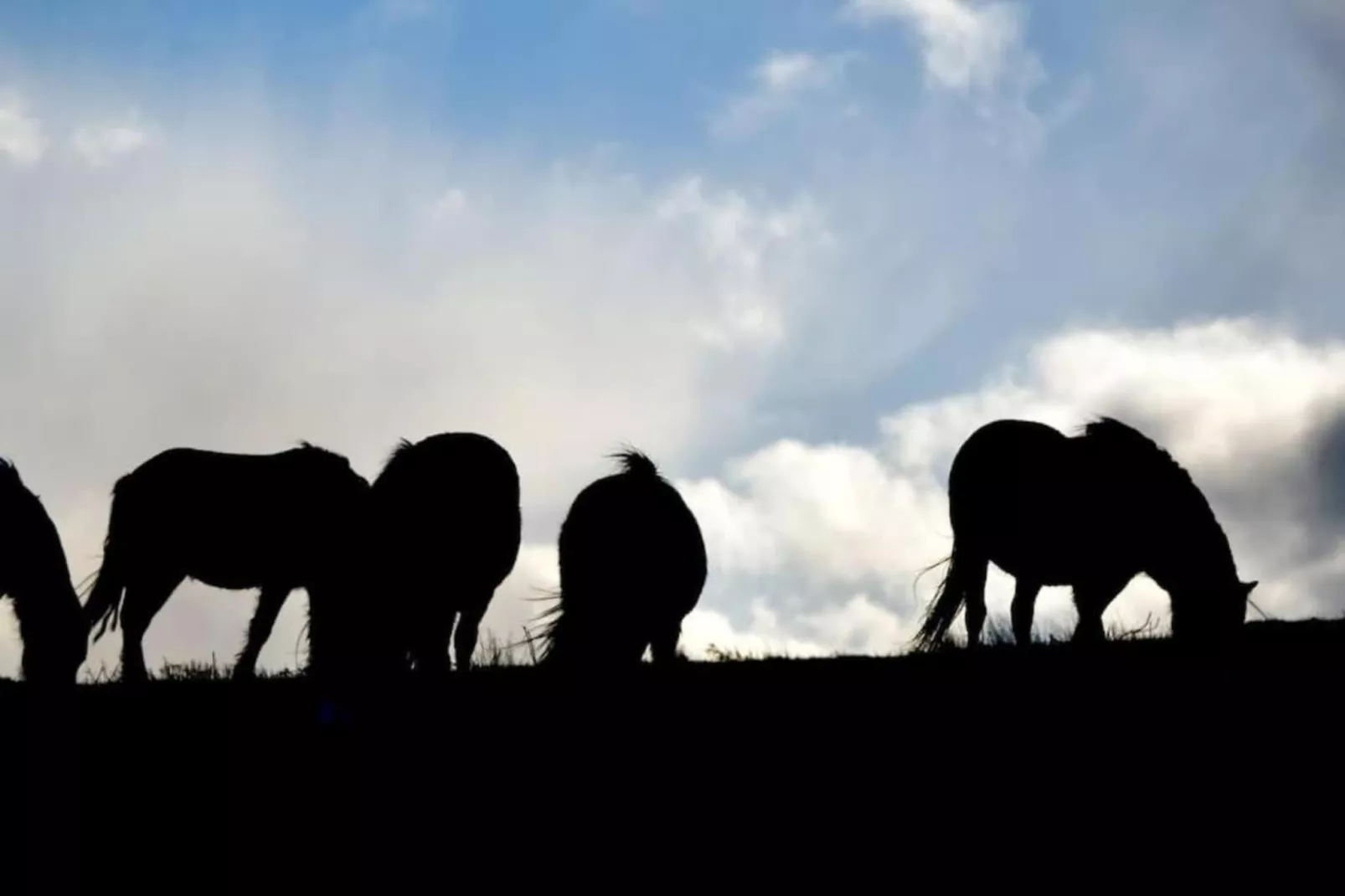 Netley Hall - Lavender-Areas within 5km in summer