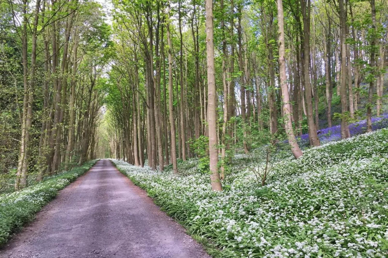Ingleby Manor - Manor Cottage-Gebiete Sommer 20 km