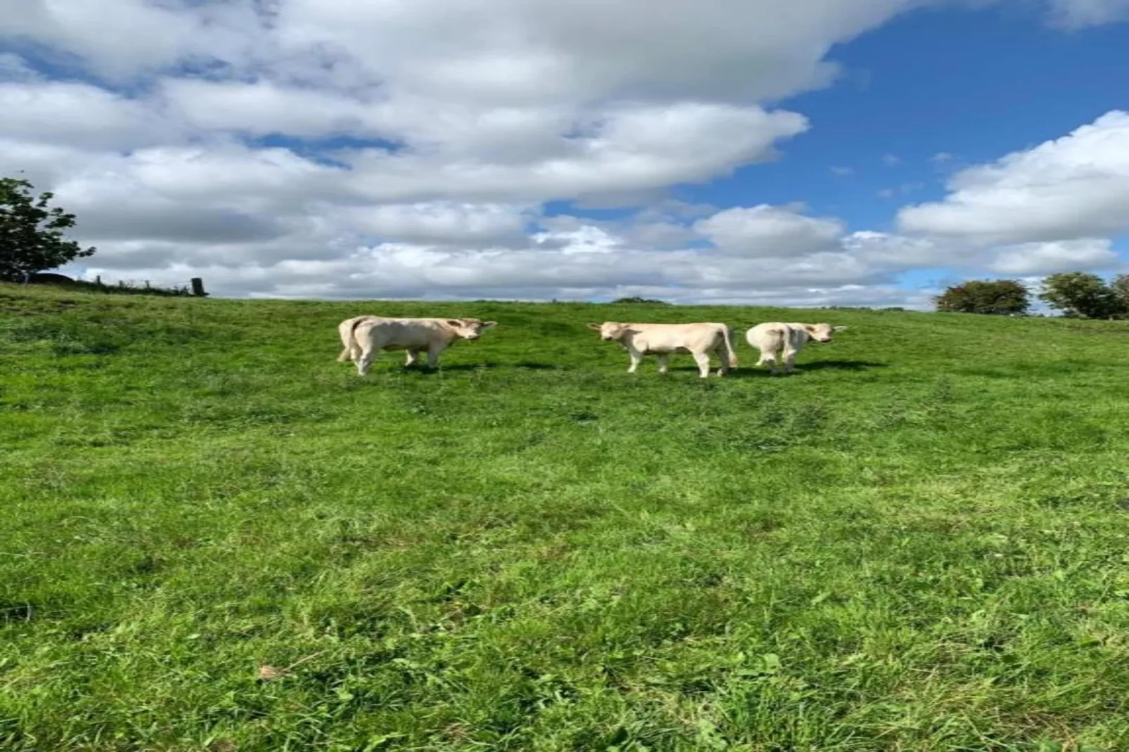Hundle Dale-Gebiete Sommer 5 km