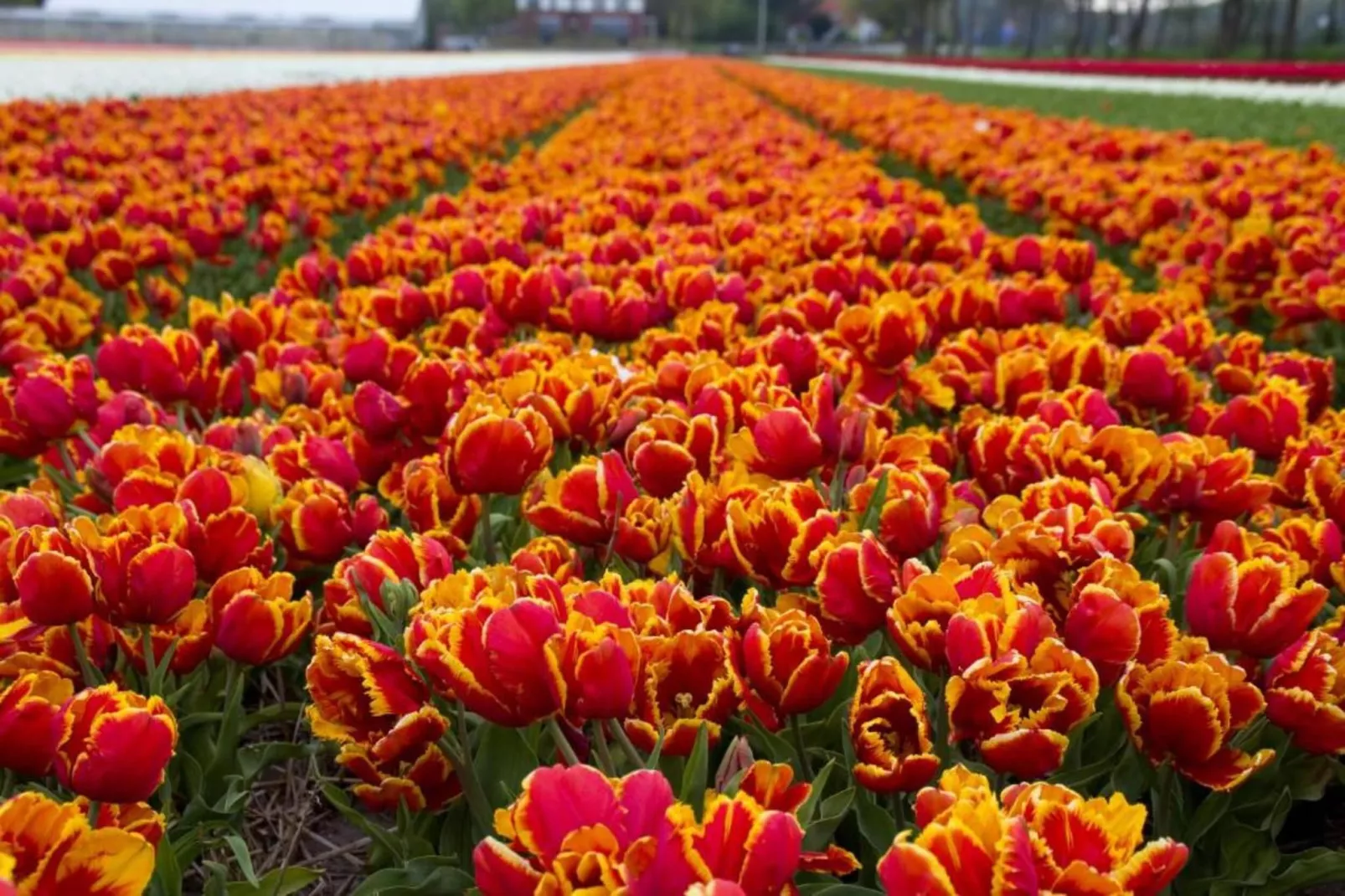 Vlugtenburg 16-Gebiete Sommer 20 km