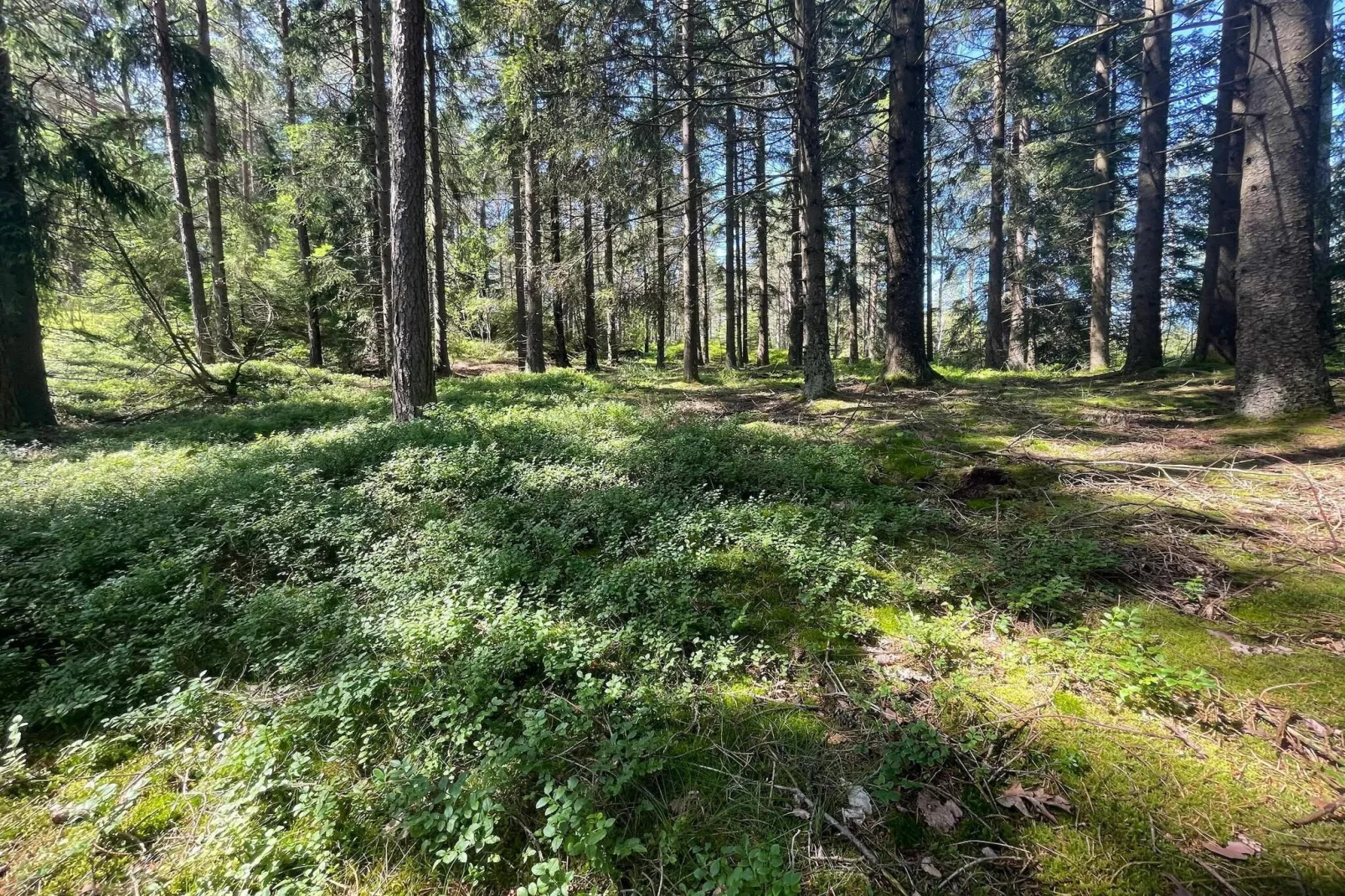 Cabane paisible près du sentier Furufjall-Extérieur