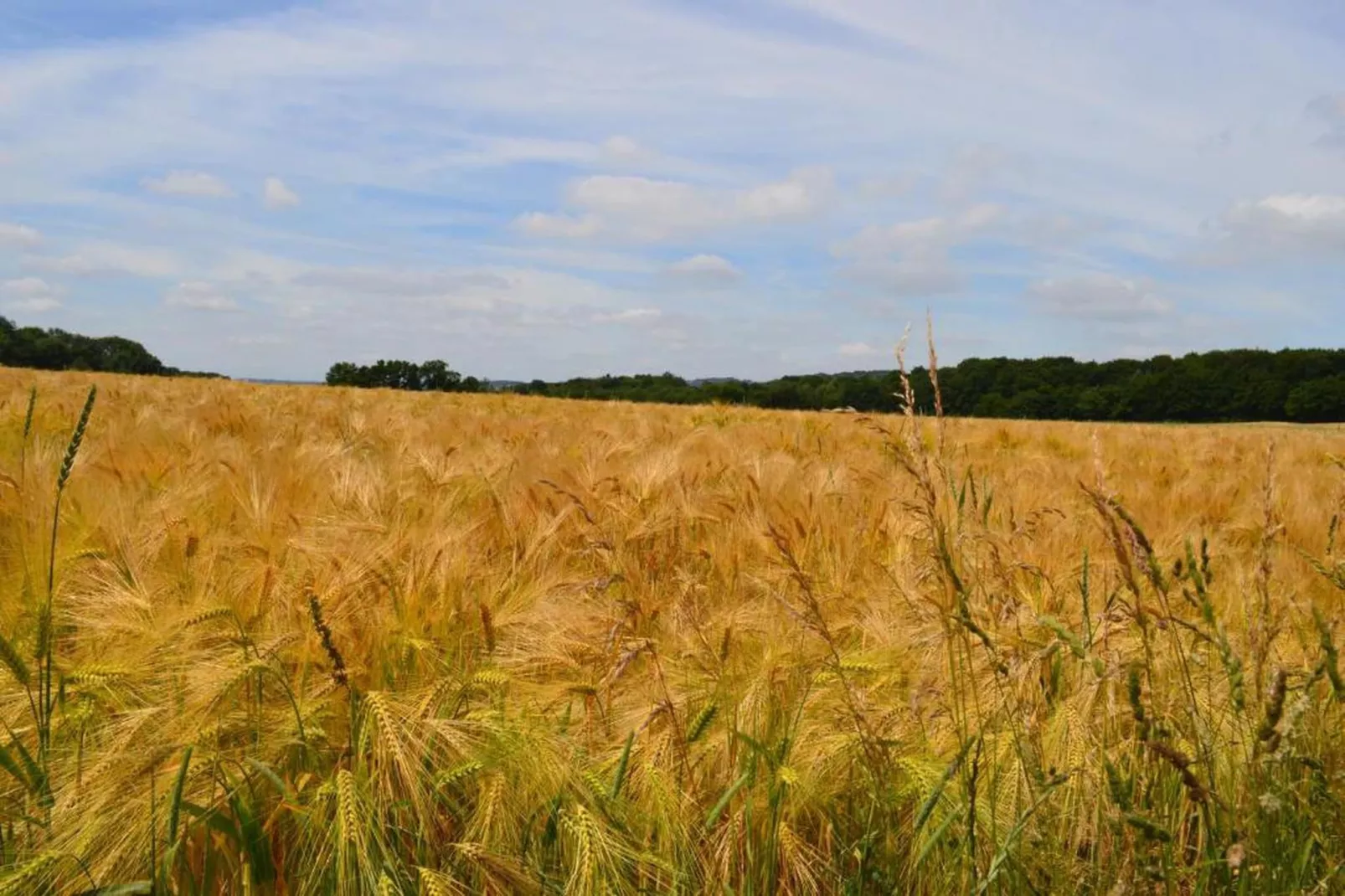 Poppenhuis-Gebiete Sommer 20 km