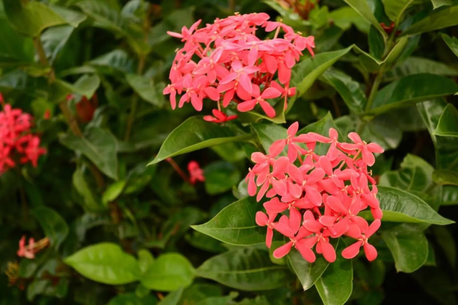 Villa Fleur de Marie-Areas within 20km in summer