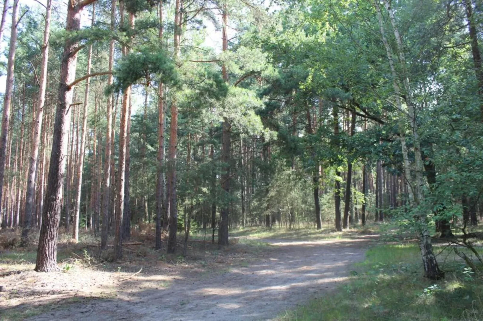 Waldblick-Areas within 5km in summer