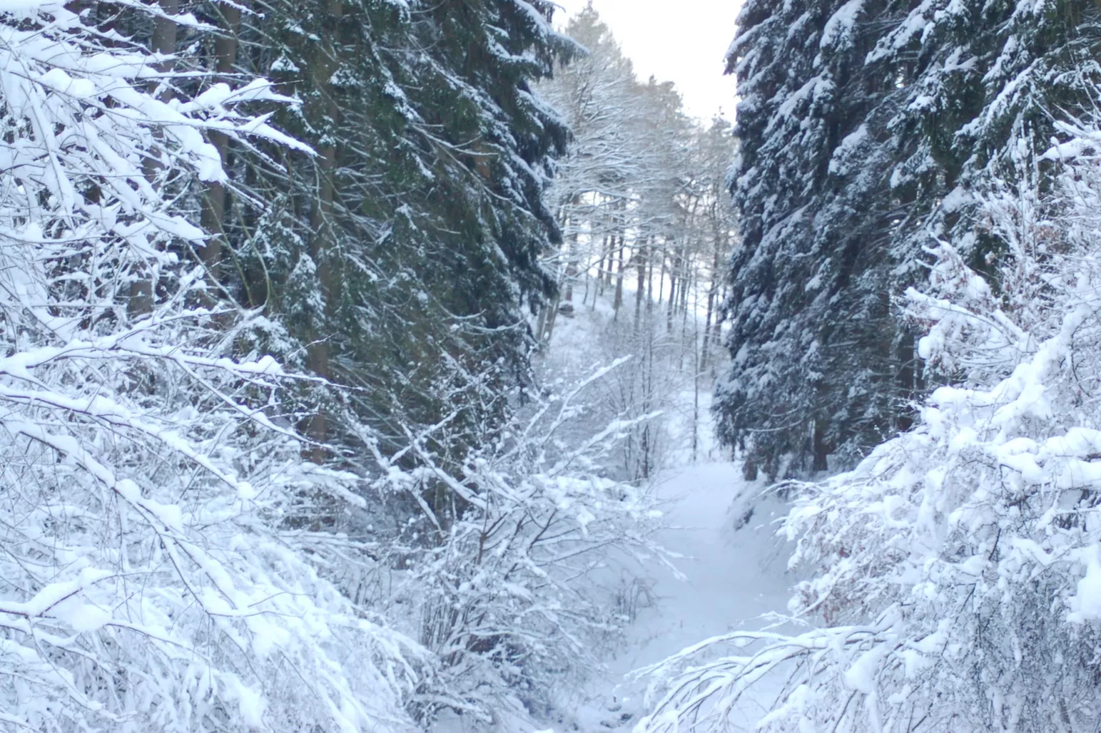 Am Grünen Wald-Area within 5km in winter