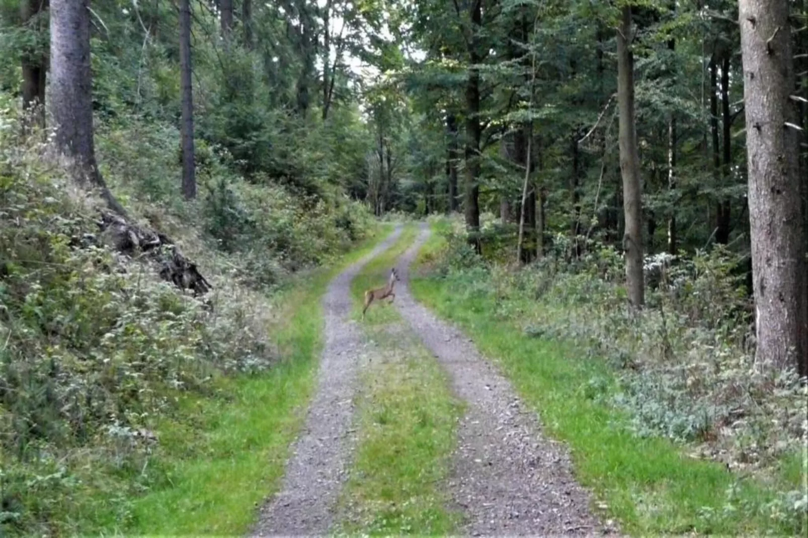 Thüringer Wald-Areas within 20km in summer