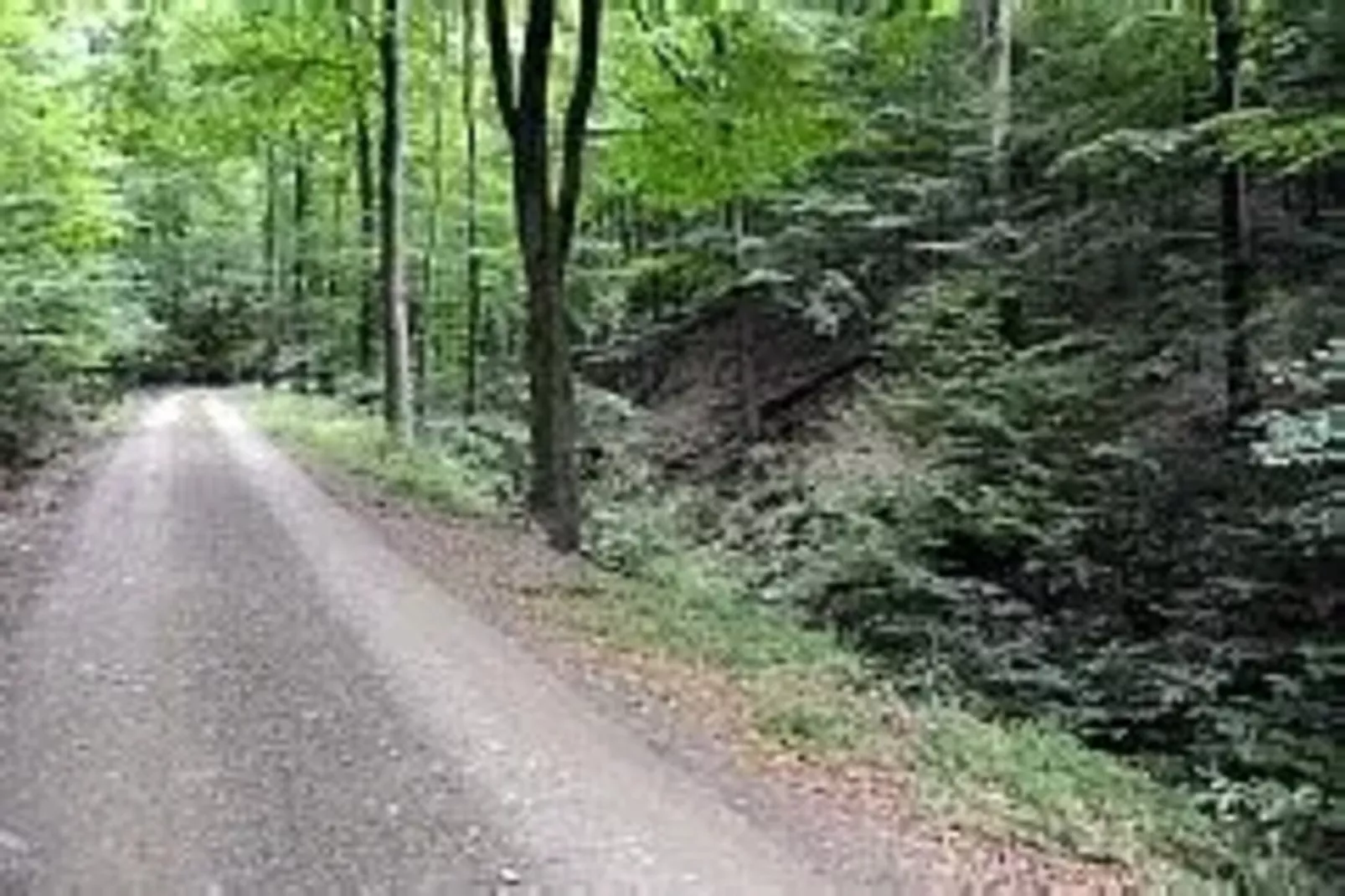 Ferienhaus in Wieda-Areas within 5km in summer