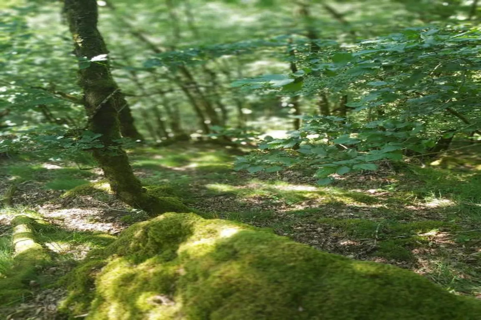 Le Haut Chambon-Zones été à 20 km