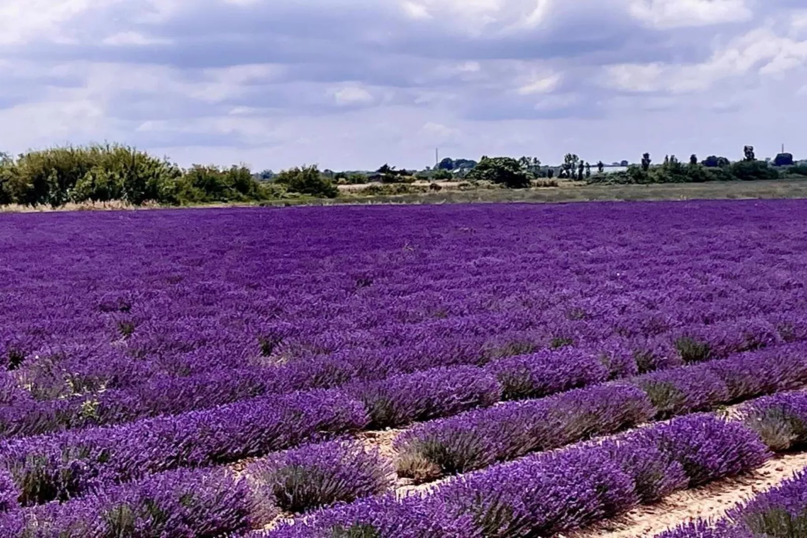 Fleur de Sel - Aigues Mortes 1-Areas within 5km in summer