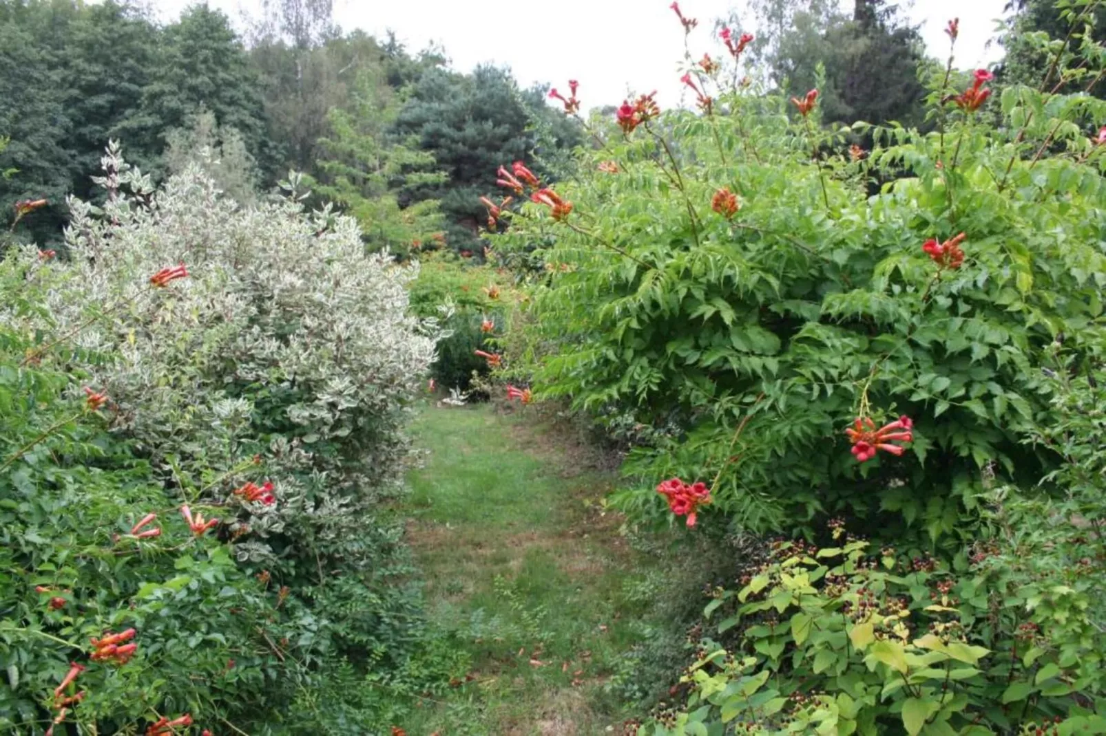 Maison de vacances - LA CHAPELLE-AUX-BOIS-Gebiete Sommer 5 km