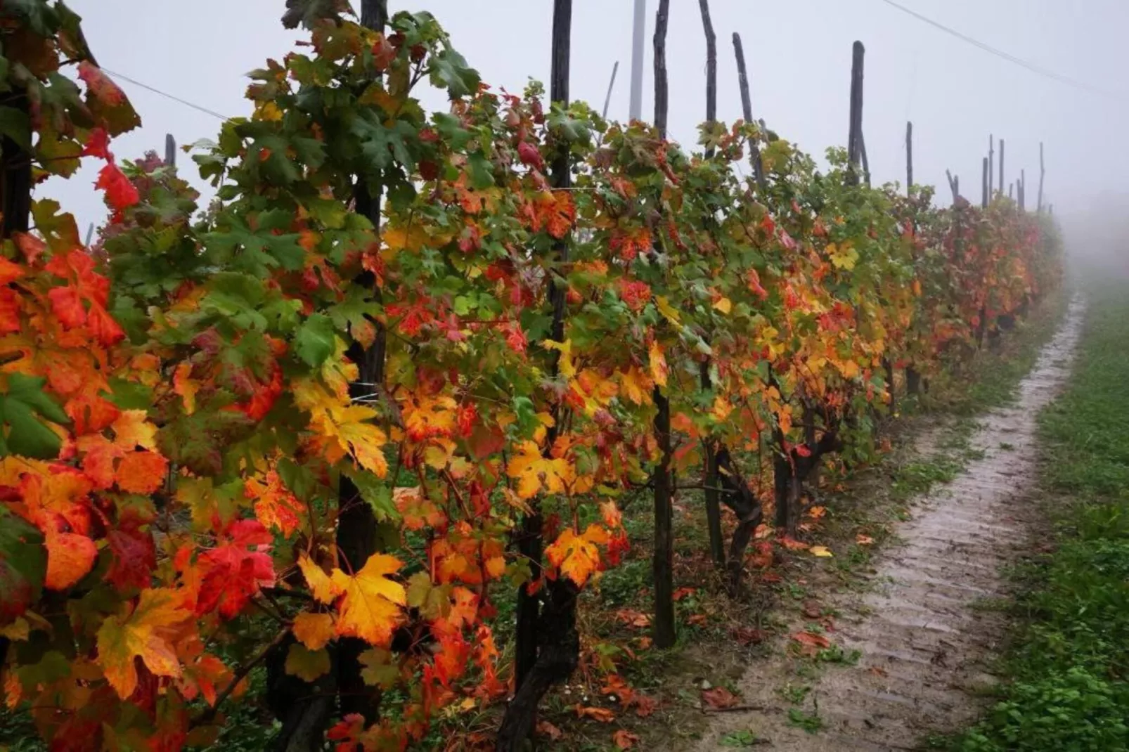 Barolo-Areas within 20km in summer