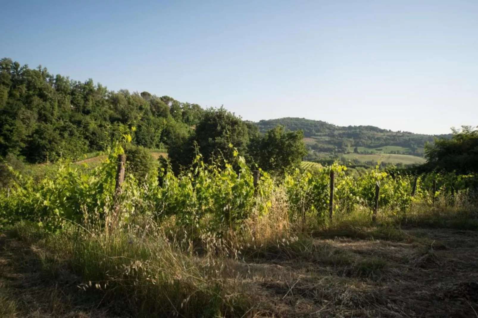 Casalini 2-Areas within 5km in summer