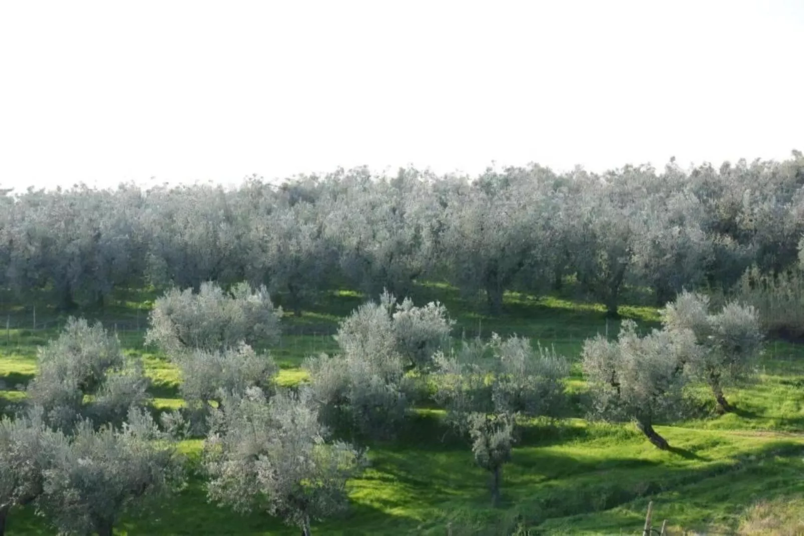 Leonardo-Areas within 5km in summer