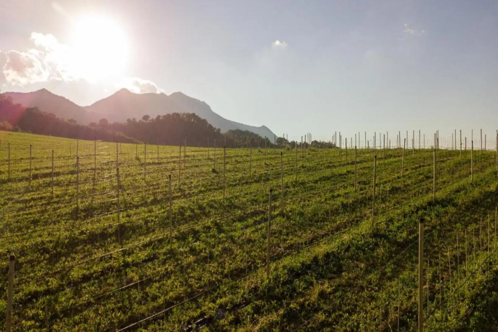 Mulino-Gebiete Sommer 20 km