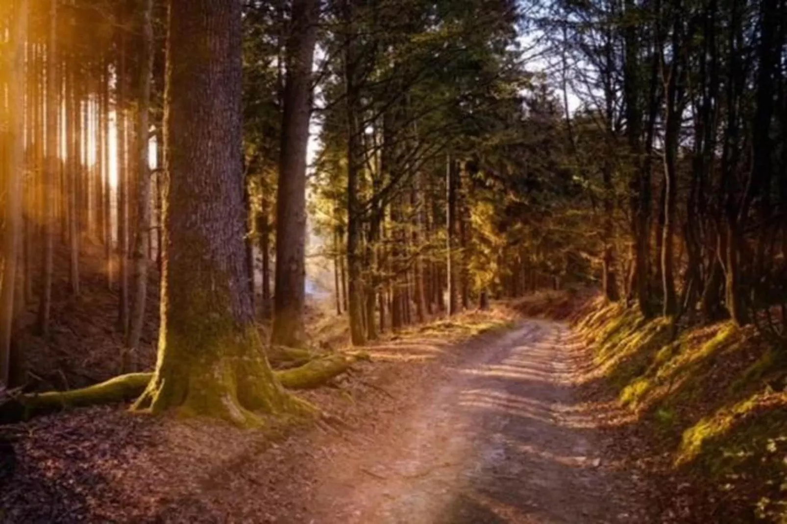 Reewold-Gebiete Sommer 20 km
