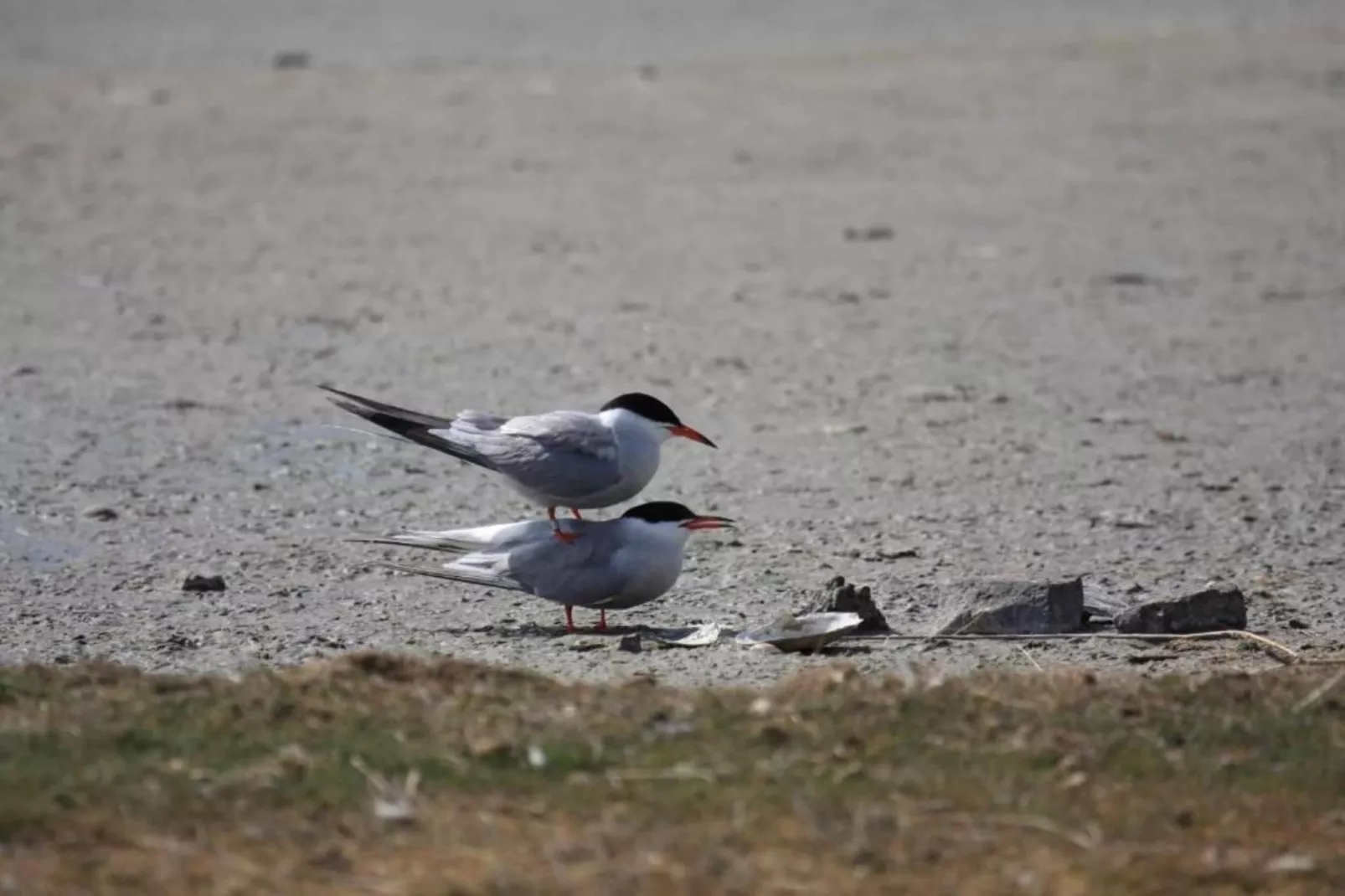 Residentie Californië 8-Zones été à 20 km
