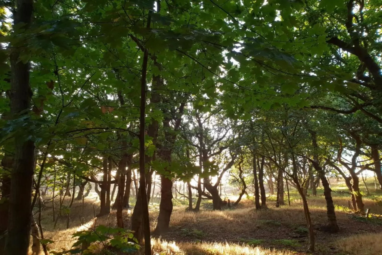 Twee Duinen-Areas within 20km in summer