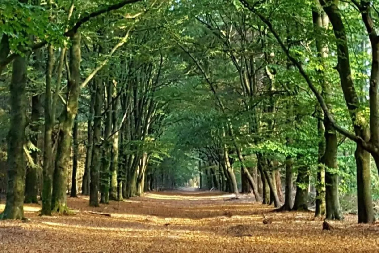 Koperwiek-Zones été à 20 km