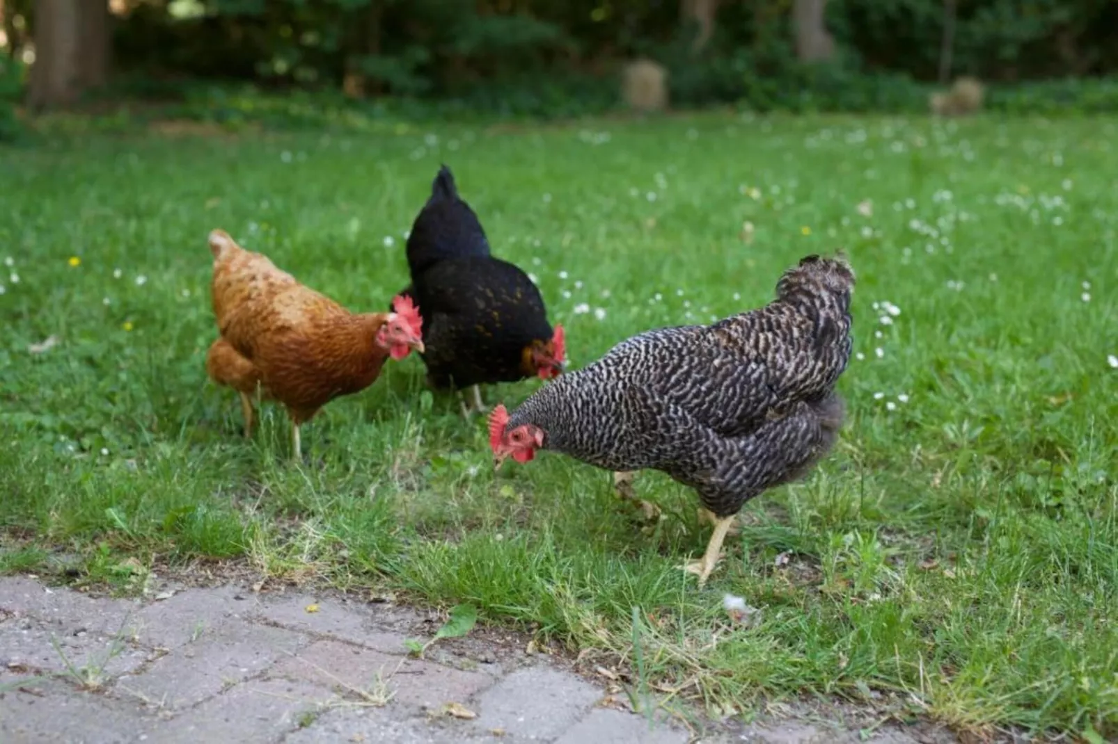 Vakantiepark Hof van Zeeland  7-Zones été à 20 km