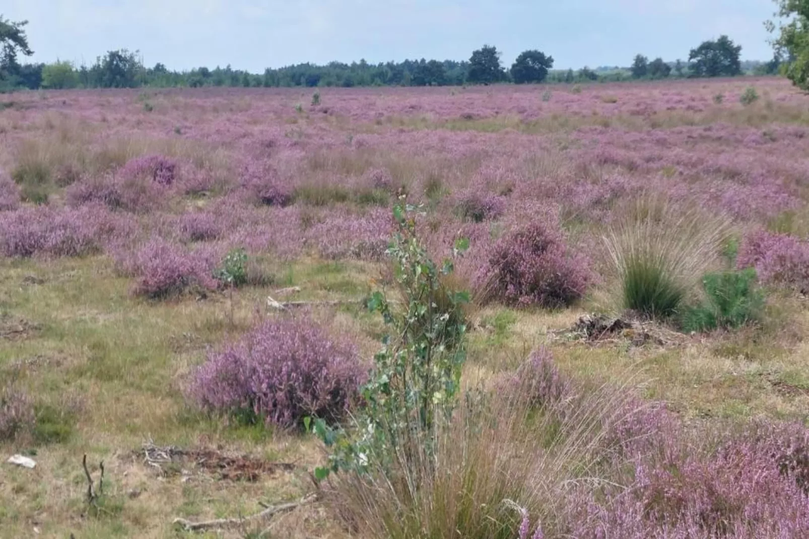 Park De Peel 2-Areas within 20km in summer