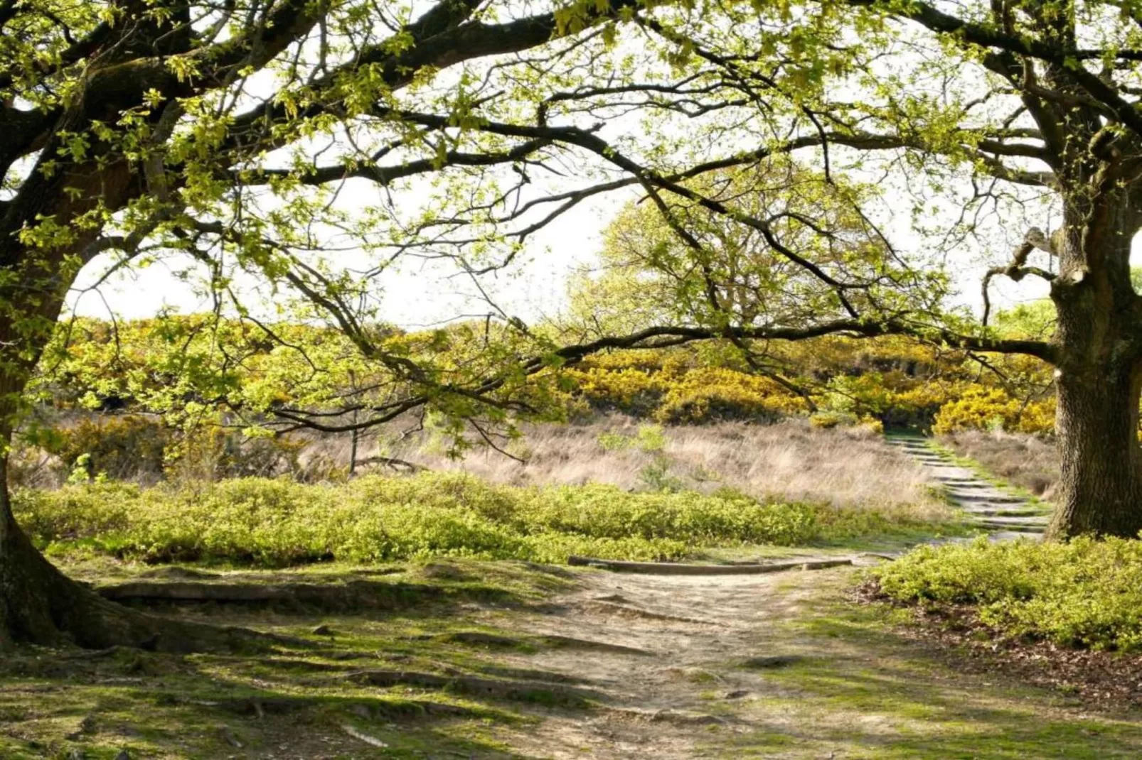 Recreatiebospark de Reehorst 1-Areas within 20km in summer
