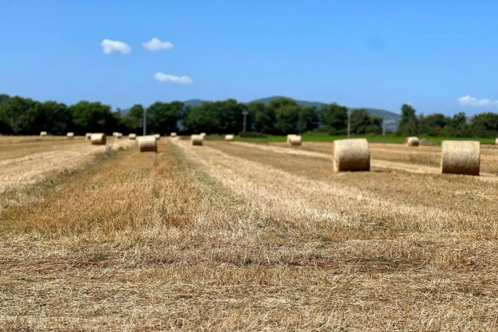 Frantoio 2-Areas within 5km in summer
