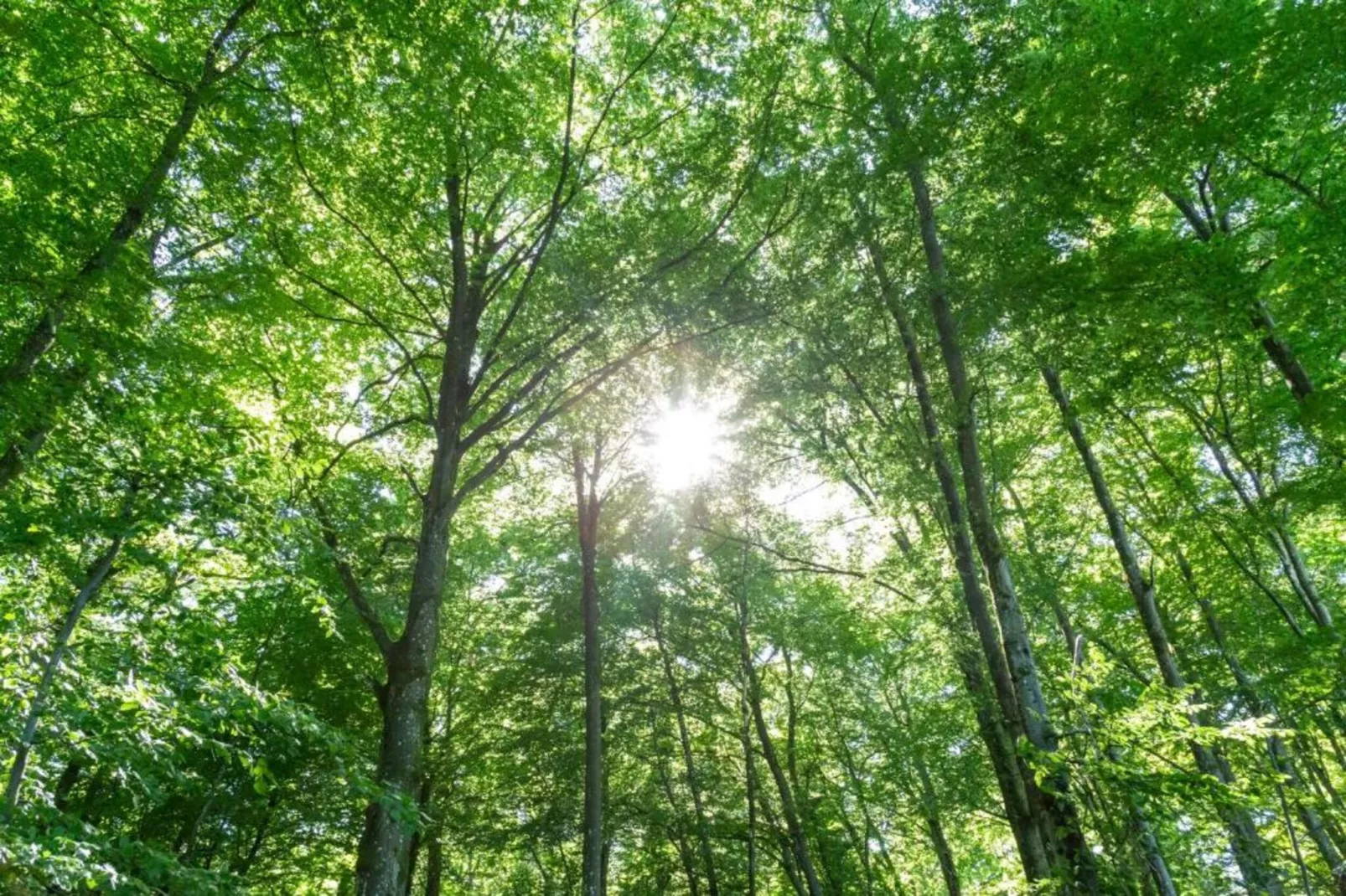 Camping Nommerlayen 2-Areas within 20km in summer
