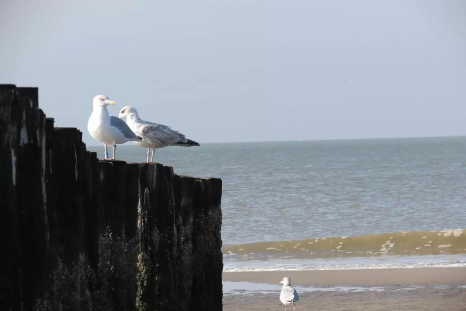 Strandvilla 31-Gebiete Sommer 20 km