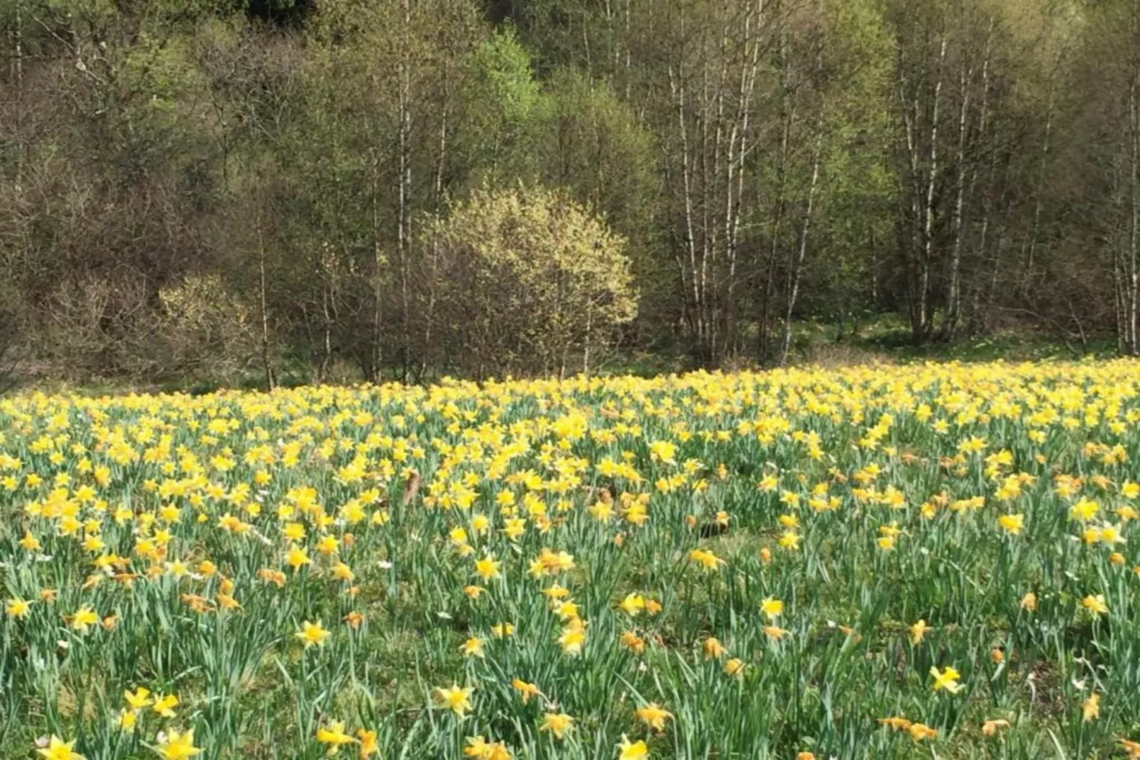 Appartement Eifelsteig-Zones été à 20 km