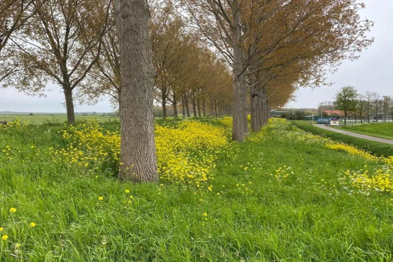 Kuifduiker 7-Gebiete Sommer 5 km
